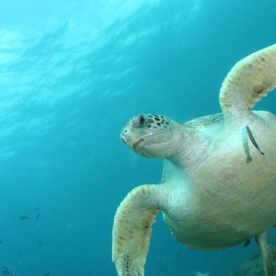 A green turtle at North Stradbroke Island